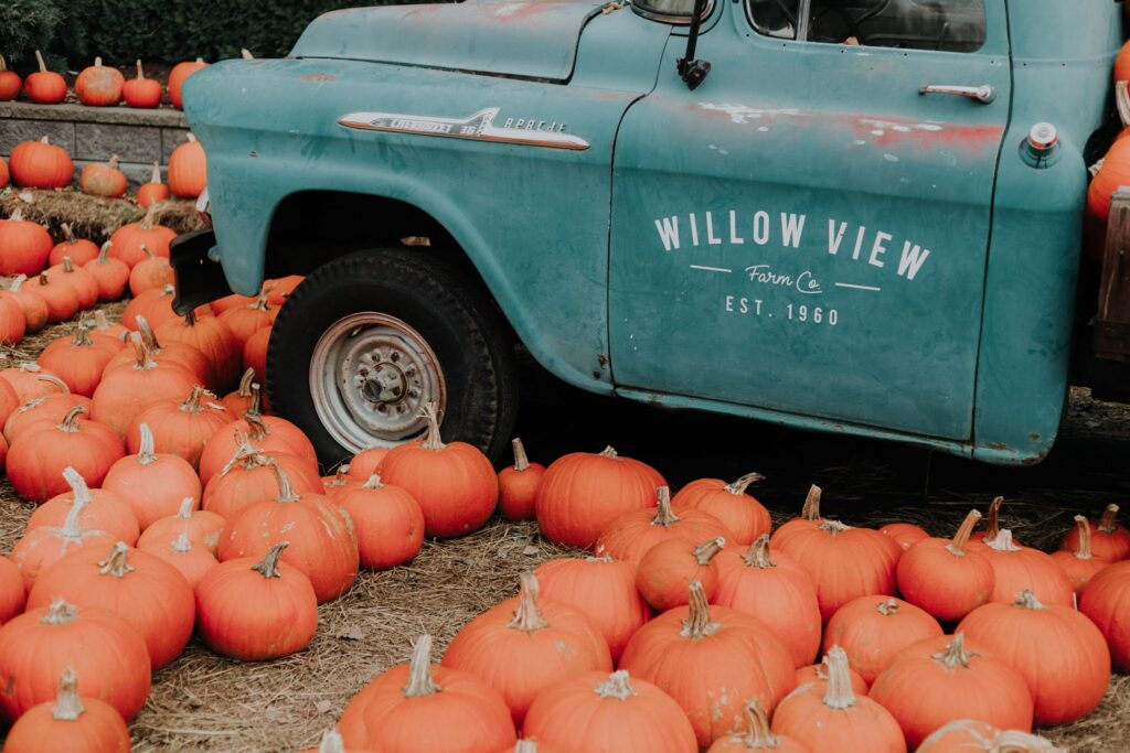 images of Halloween pumpkins