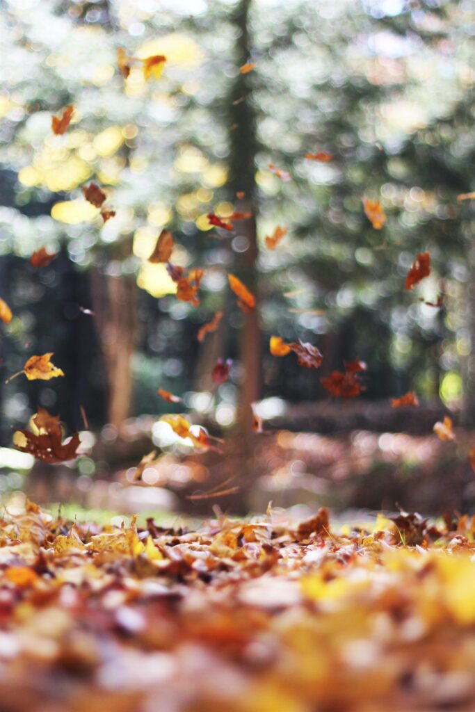 winds are filing leaves 