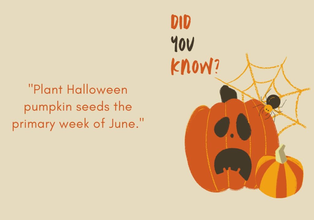 Weird Pumpkin Facts - pumpkin month