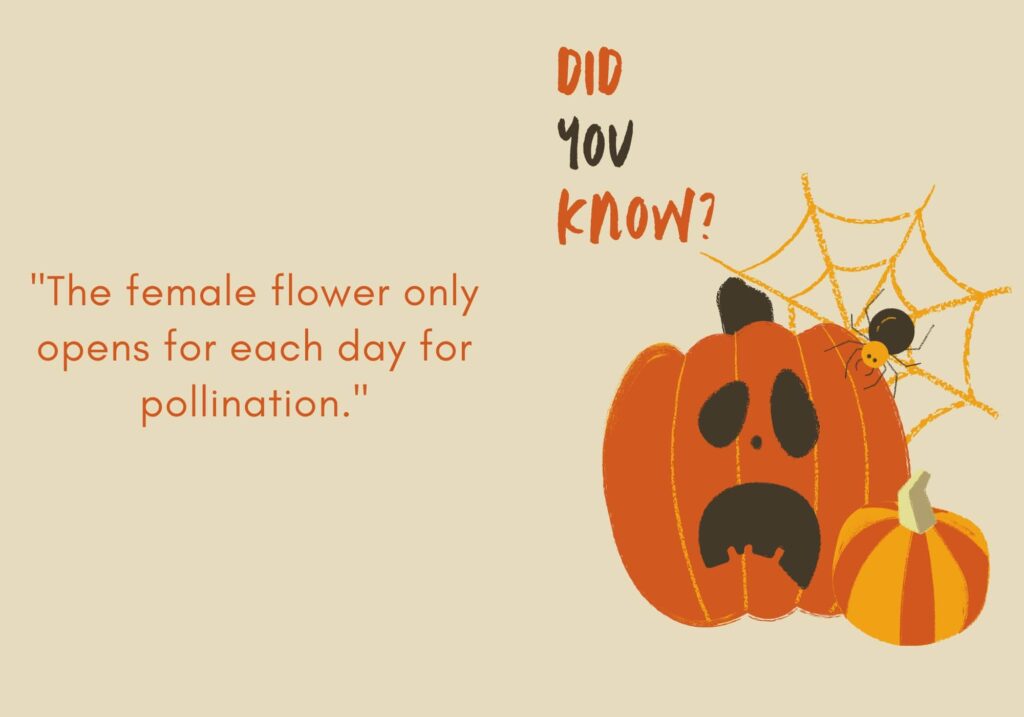 Weird Pumpkin Facts