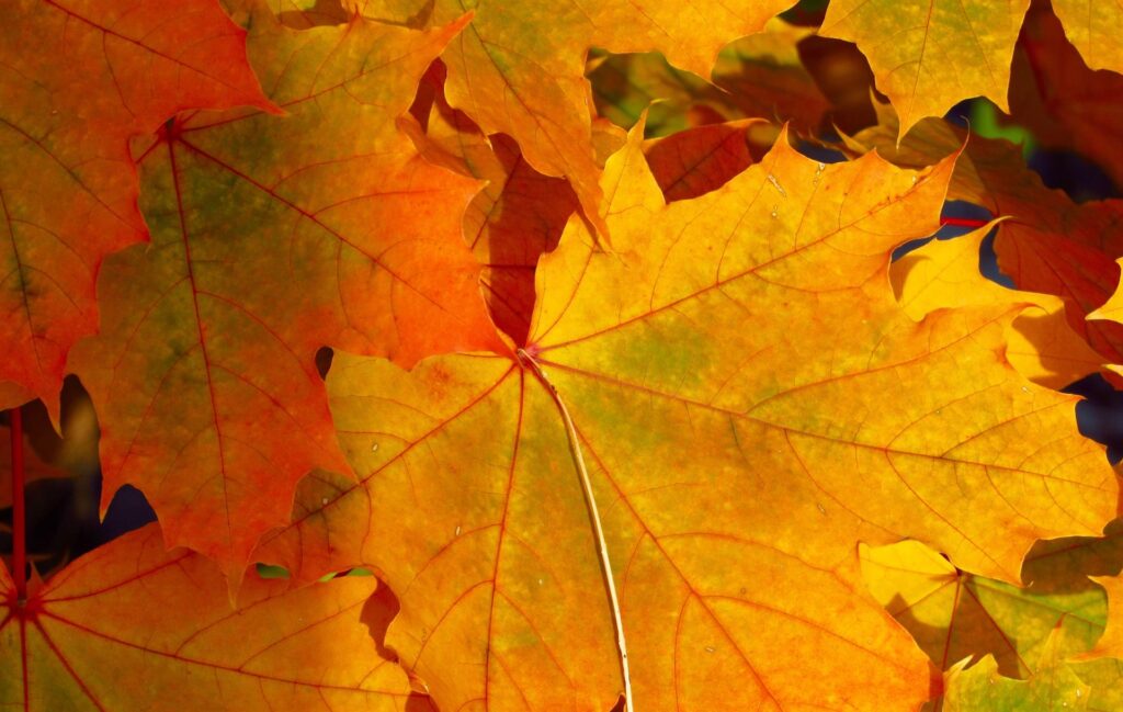 wonderful HD Thanksgiving backgrounds