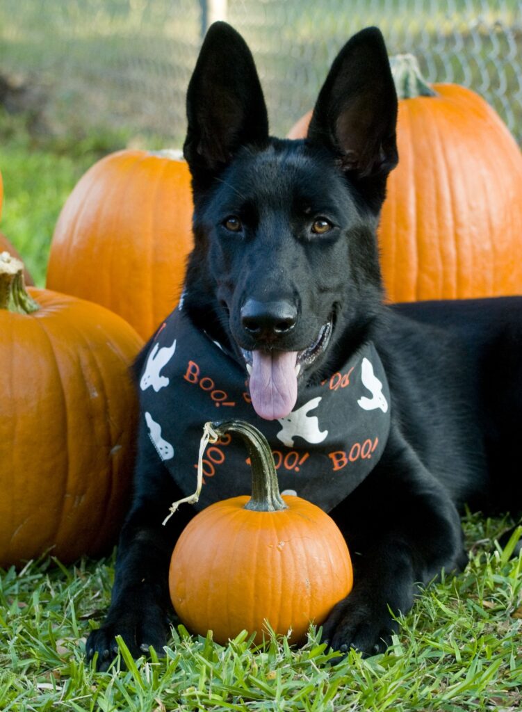 costumes for german shepherds