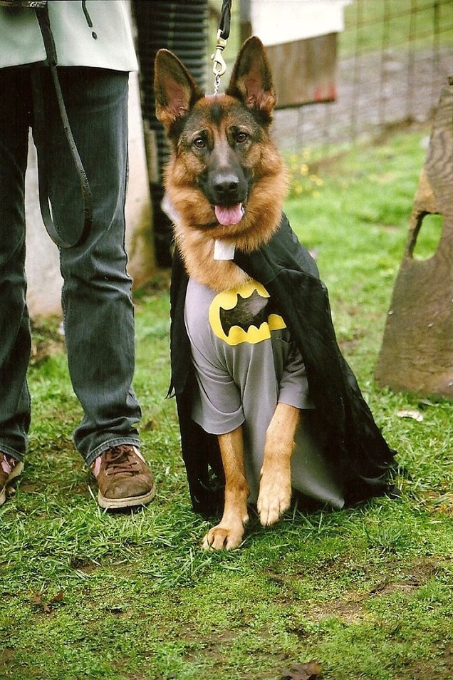 Dog are wearing batman costume