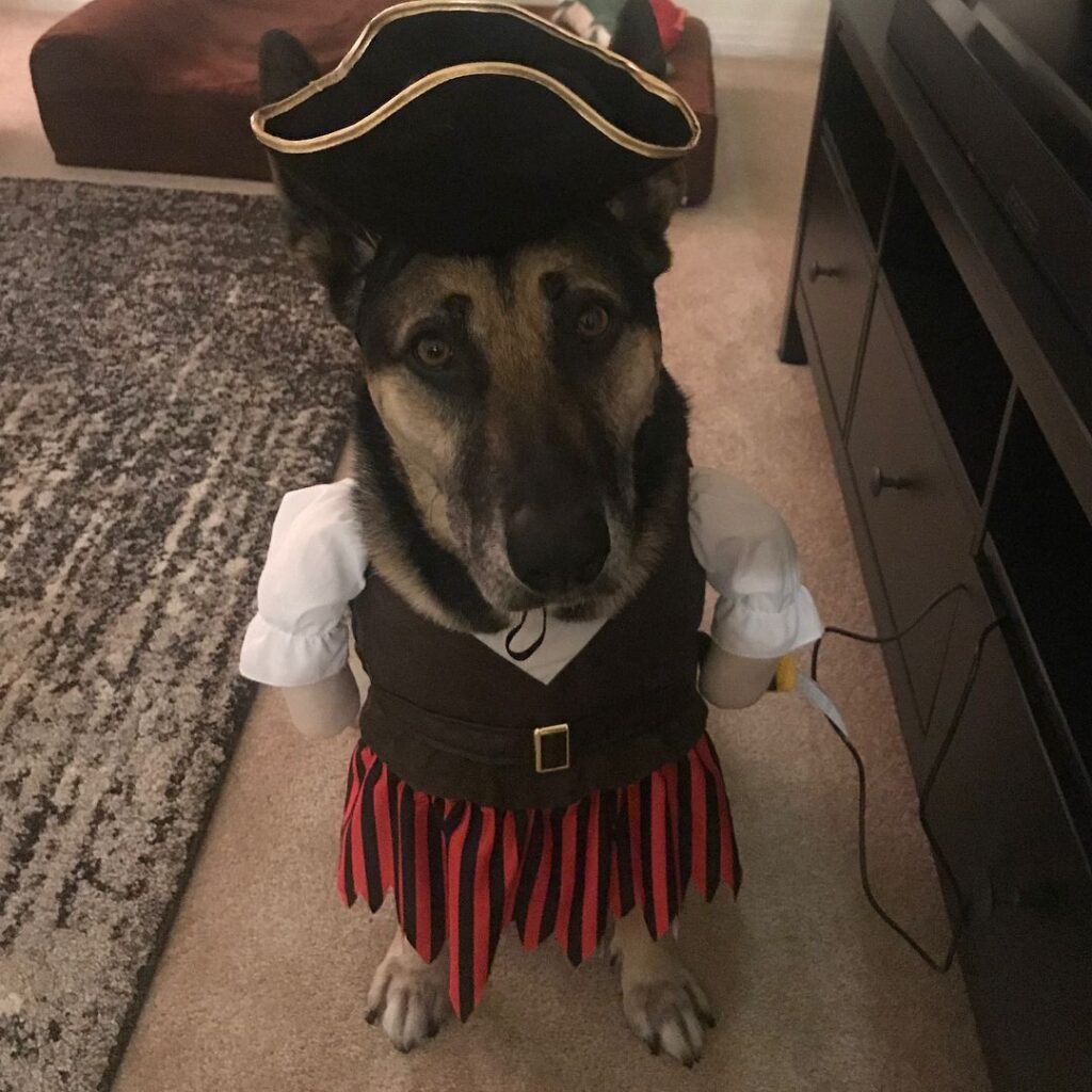 cute dog wearing a pirate dress 
