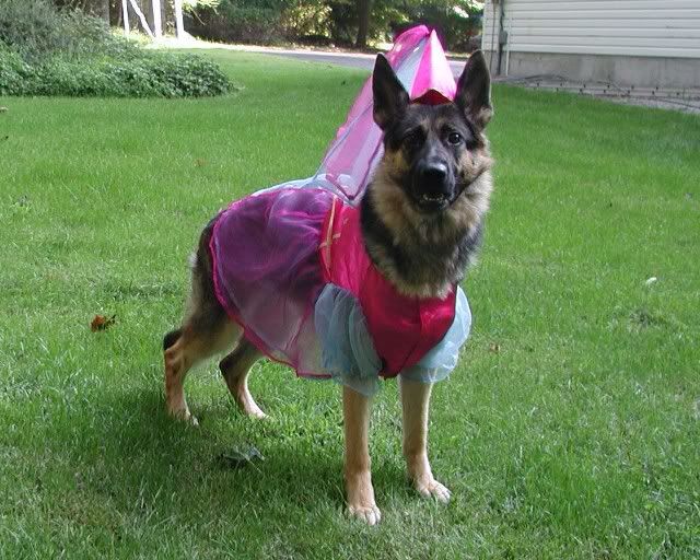 halloween german shepherd