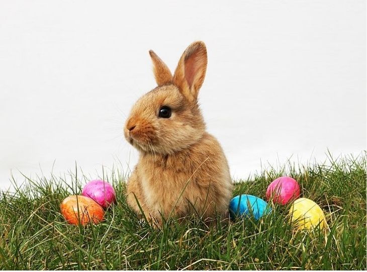 funny easter bunny images