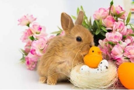 image of easter bunny