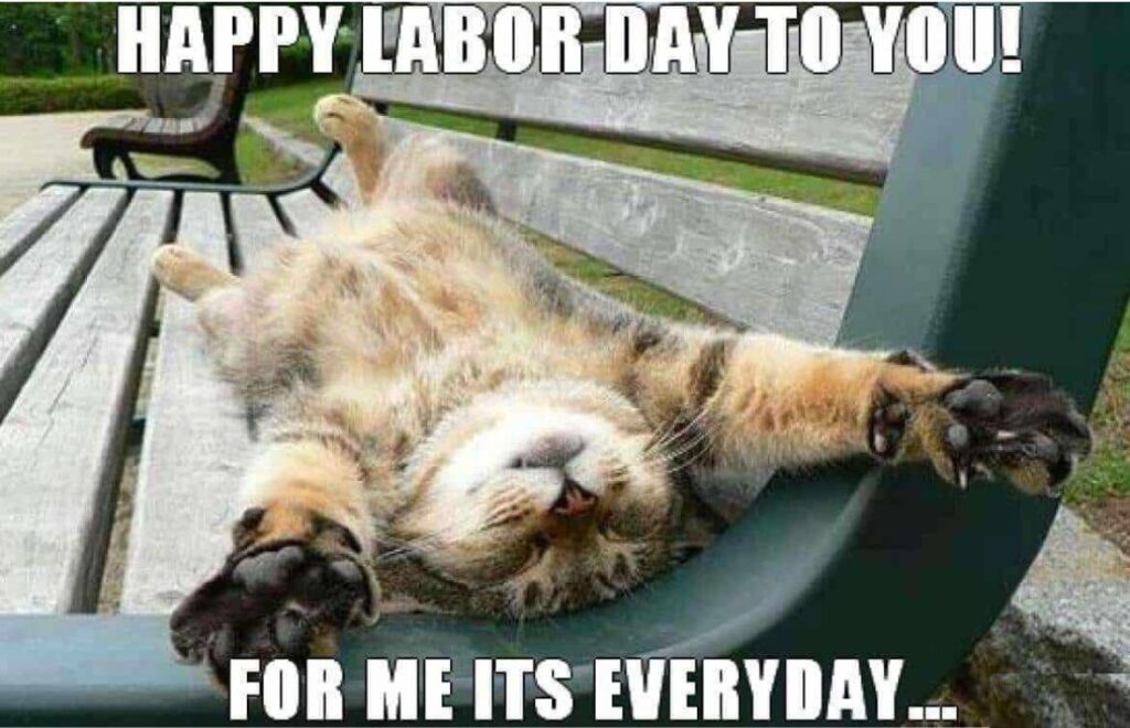 labor day cat memes